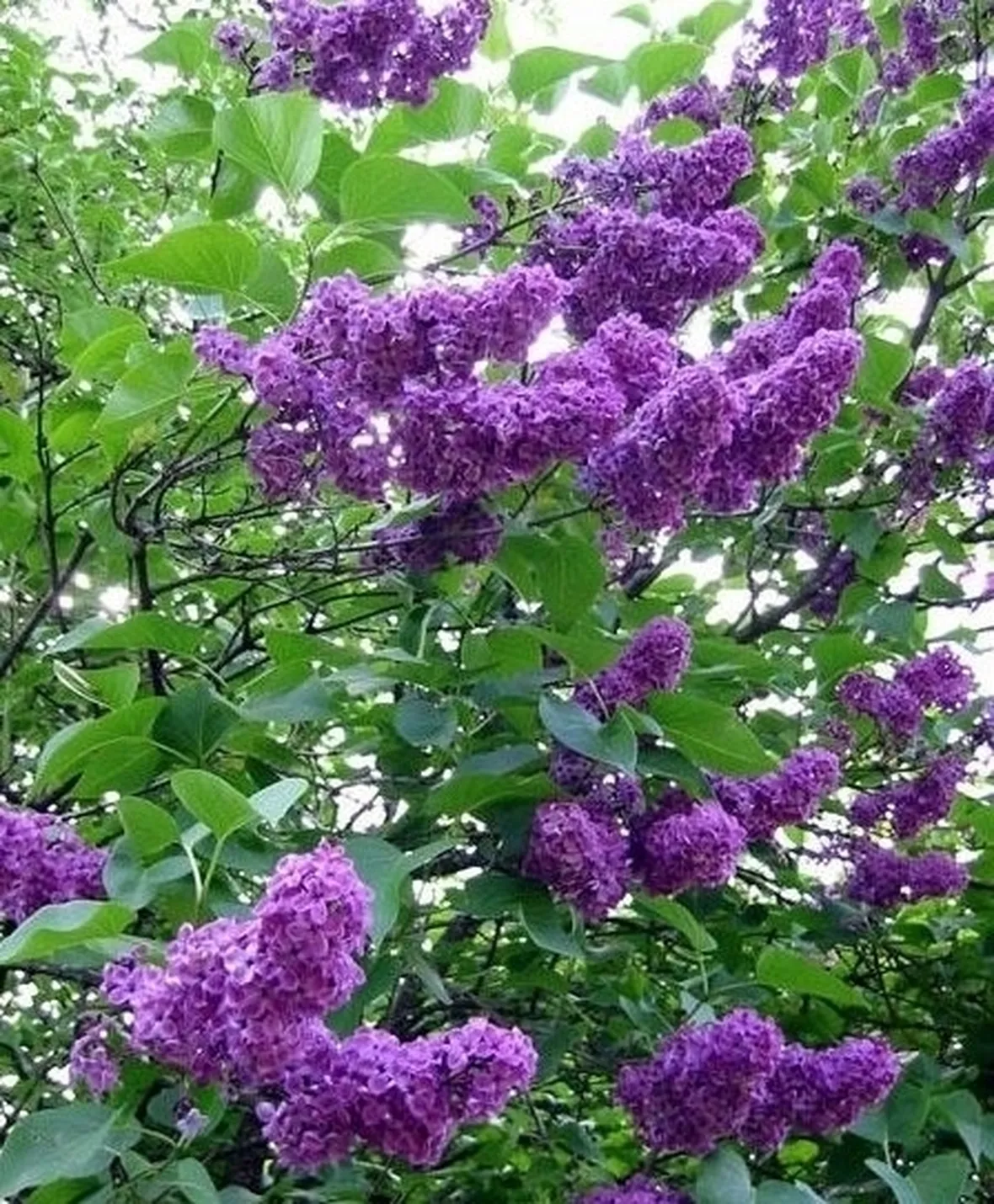fiori amicizia