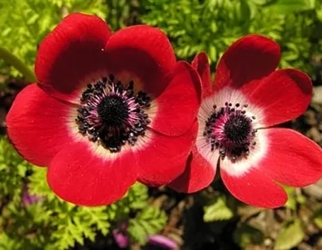 fiori amore-4