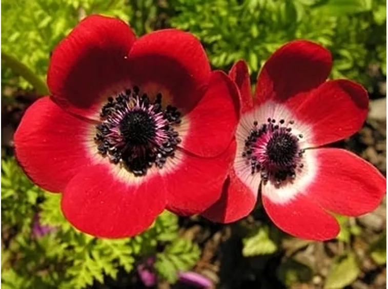 fiori amore-4