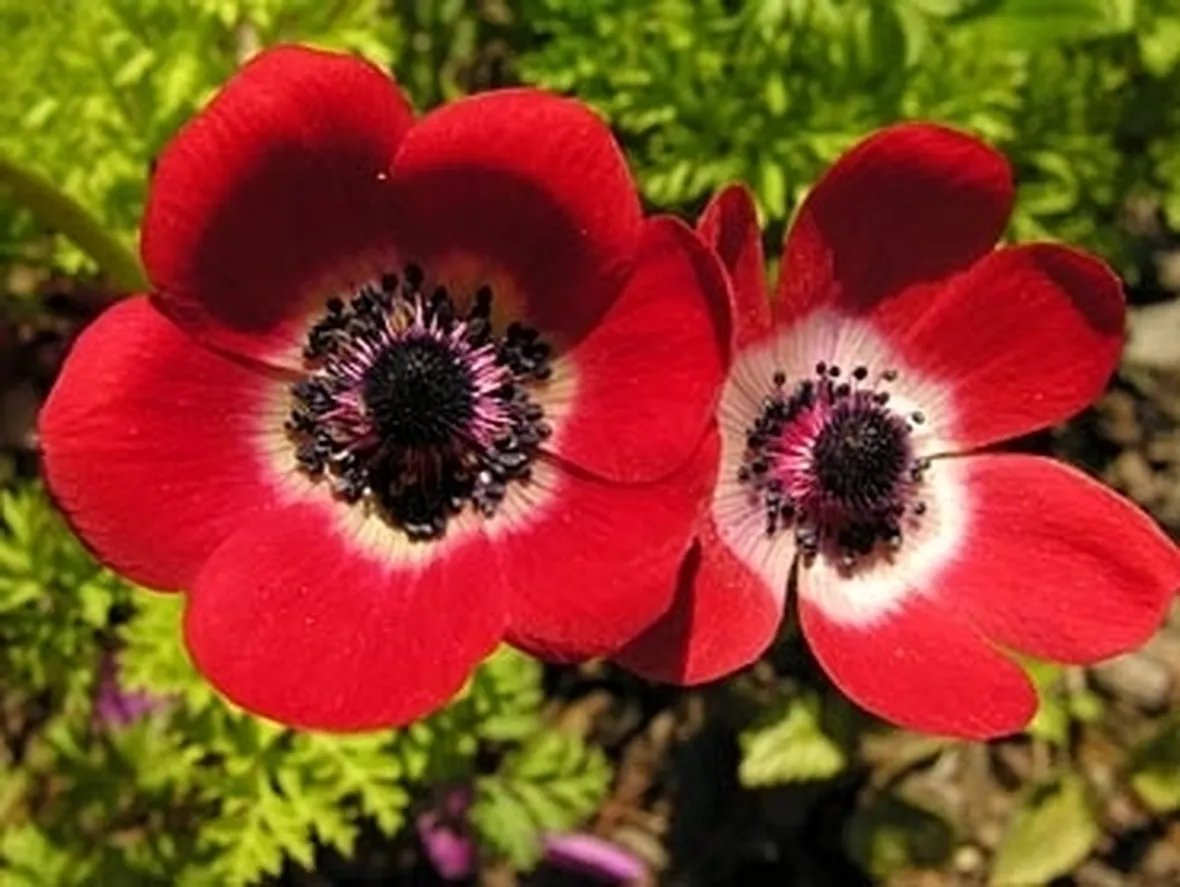 fiori amore-4