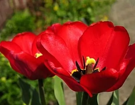 fiori amore-7