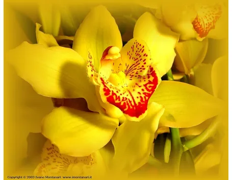 fiori amore-8