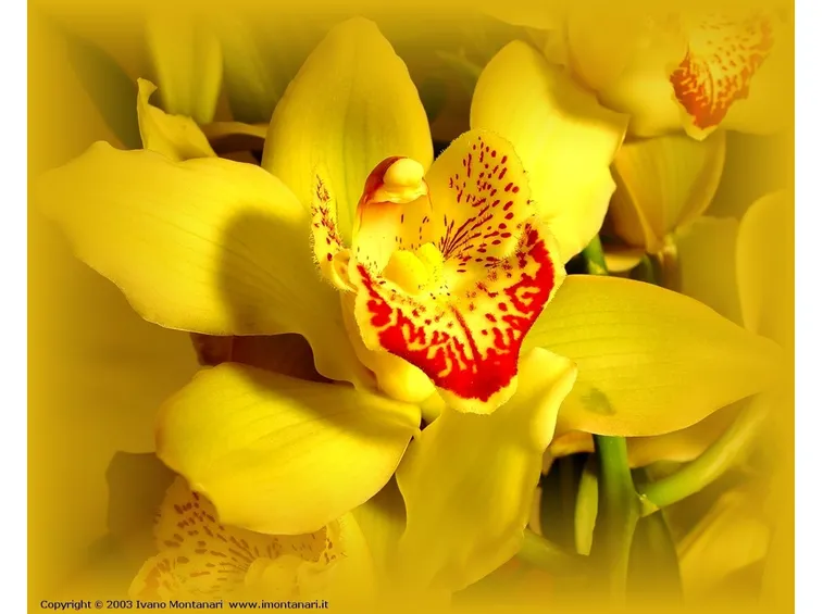 fiori amore-8