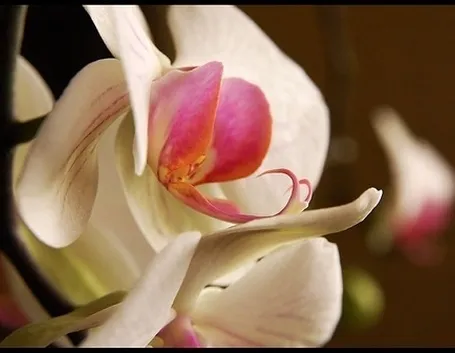 fiori amore-9