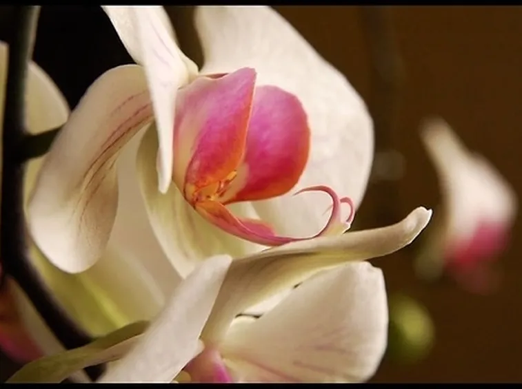 fiori amore-9
