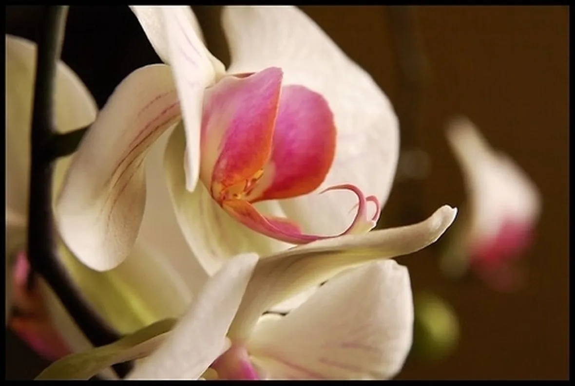 fiori amore-9