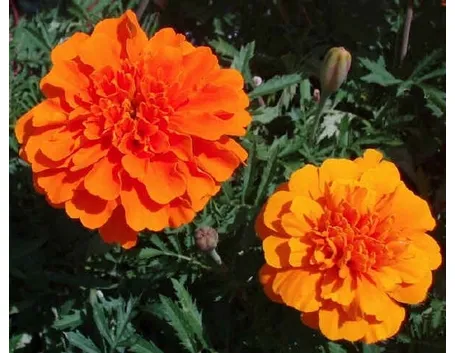 fiori arancio