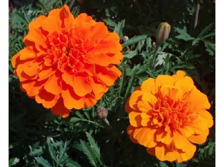 fiori arancio