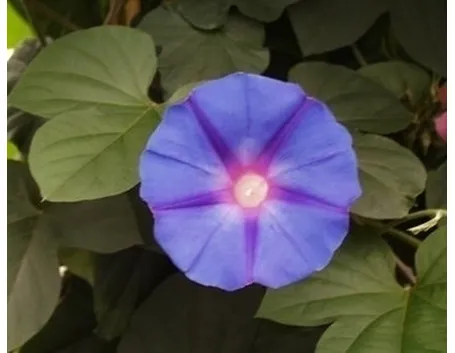 fiori blu