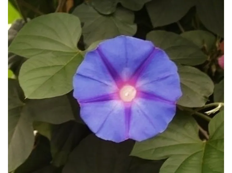 fiori blu
