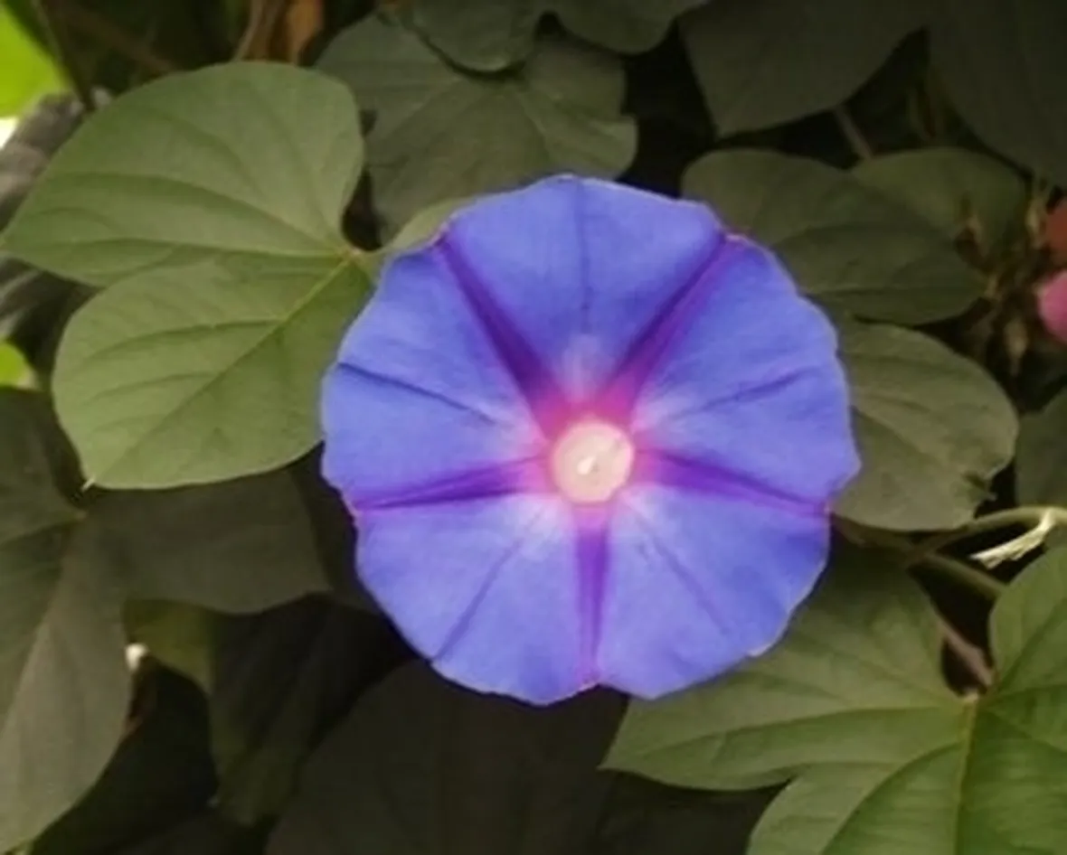 fiori blu
