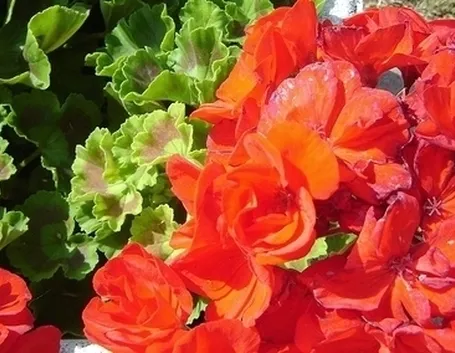 I fiori: bellezza ed espressione dell'amore divino