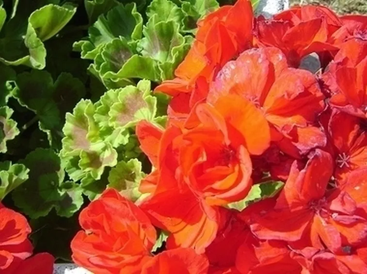I fiori: bellezza ed espressione dell'amore divino