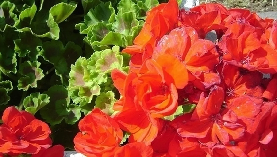 I fiori: bellezza ed espressione dell'amore divino