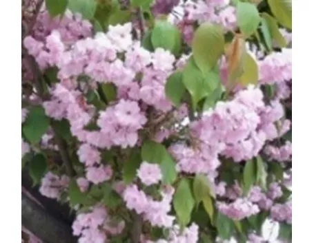 I fiori blu