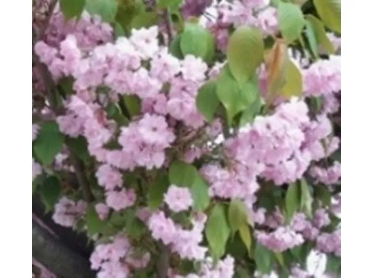 I fiori blu