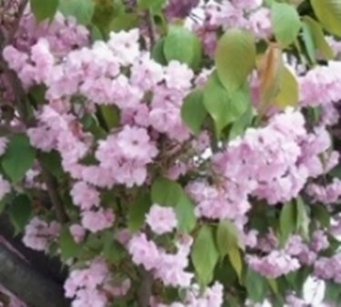I fiori blu