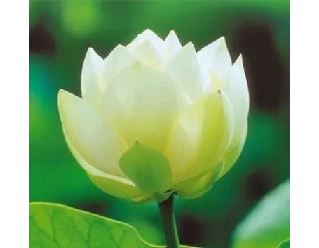Il biancospino nel linguaggio dei fiori