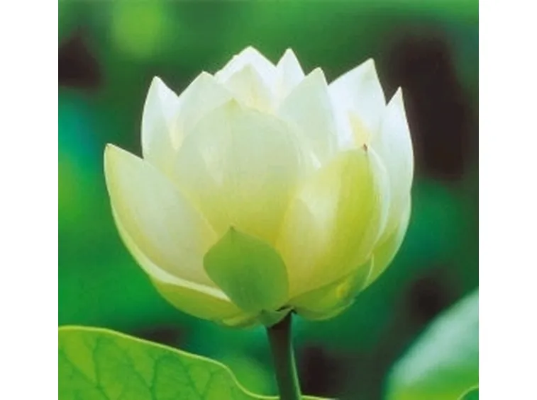 Il biancospino nel linguaggio dei fiori