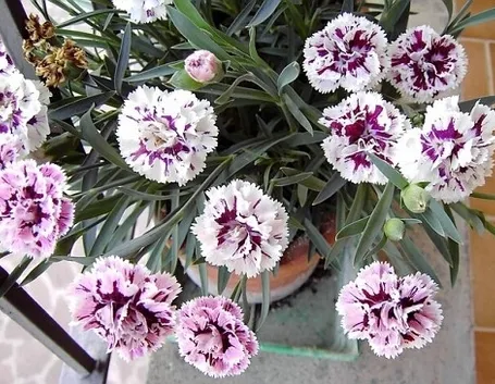 Il bucaneve nel linguaggio dei fiori