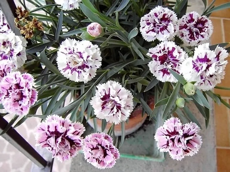 Il bucaneve nel linguaggio dei fiori