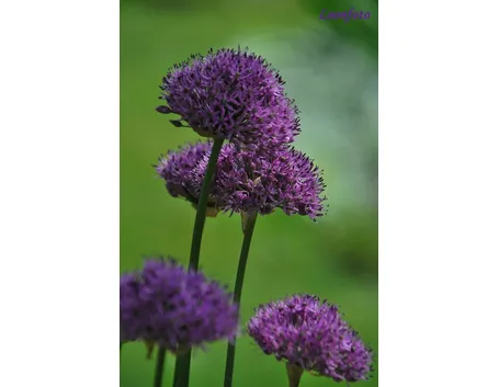 Il fiore Viola odorata