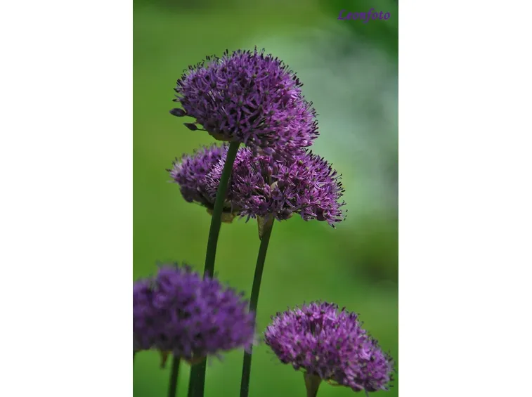 Il fiore Viola odorata
