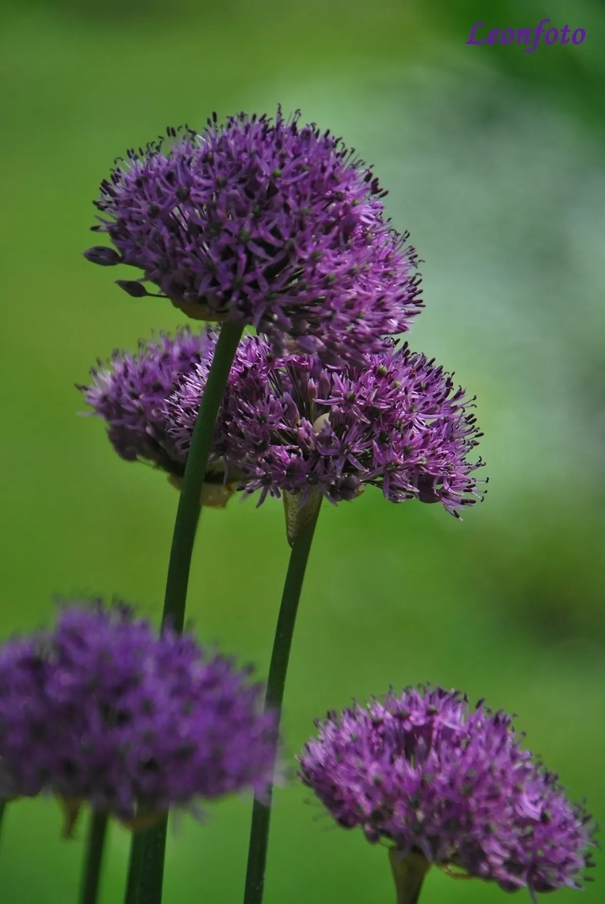 Il fiore Viola odorata