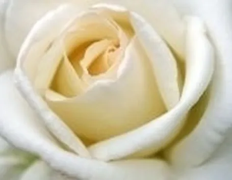 il significato delle rose bianche