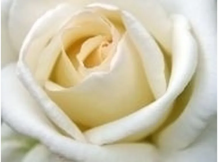 il significato delle rose bianche