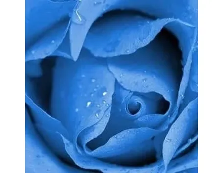il significato delle rose blu