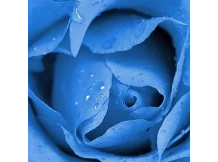 il significato delle rose blu