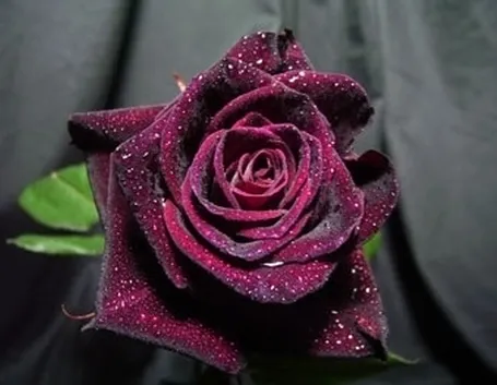 il significato delle rose nere