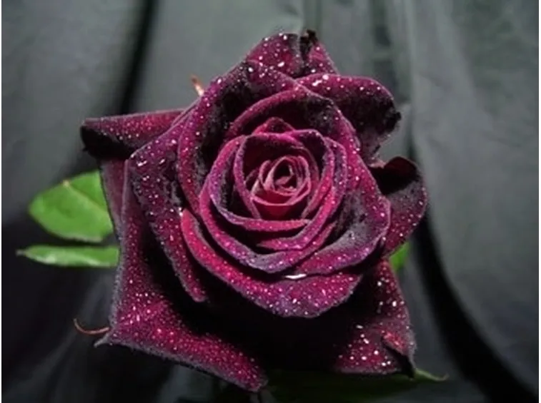 il significato delle rose nere