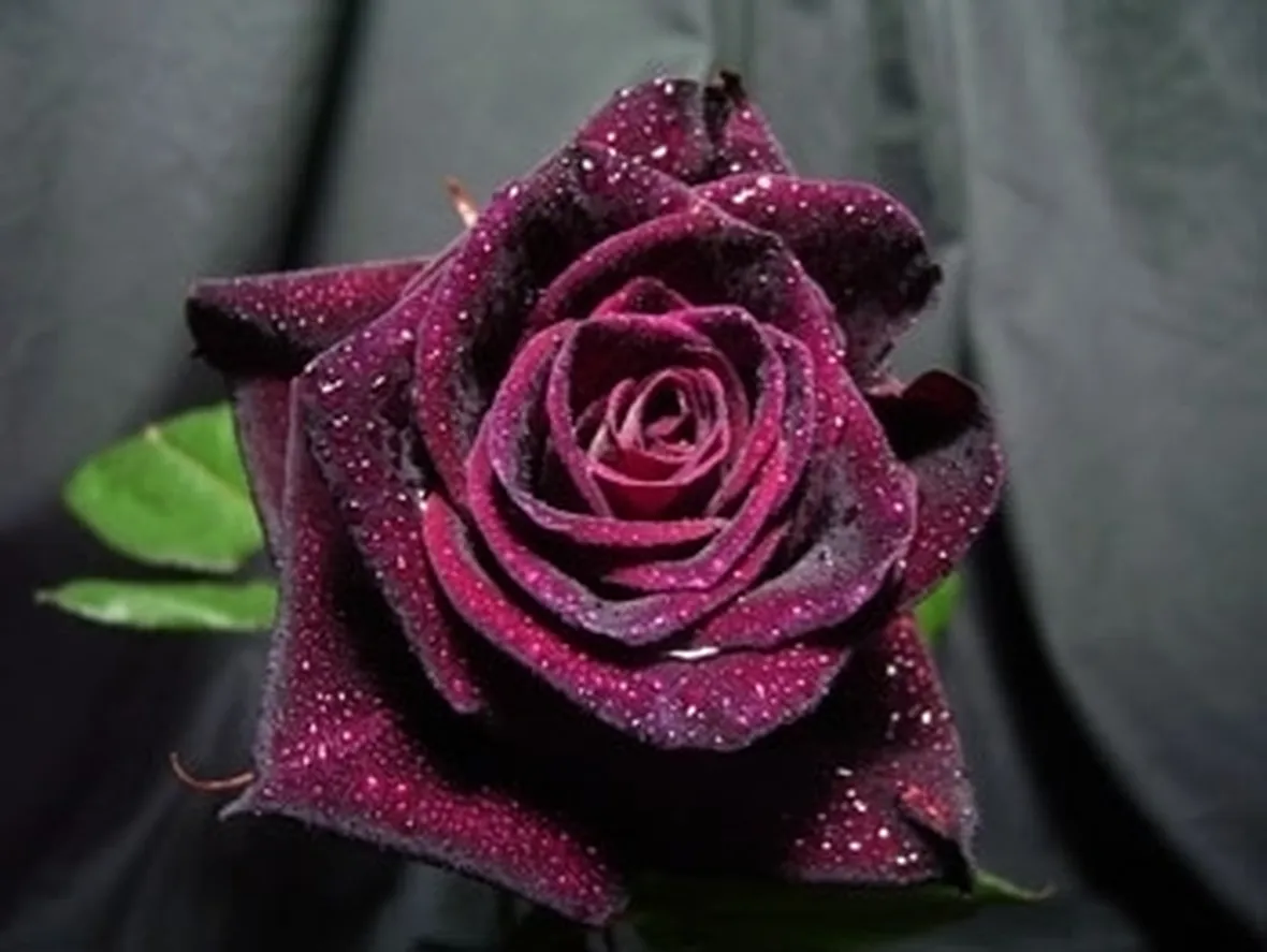 il significato delle rose nere
