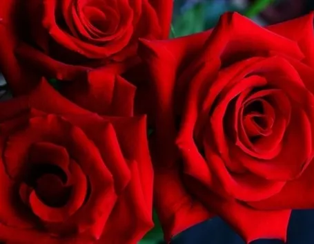 il significato delle rose rosa