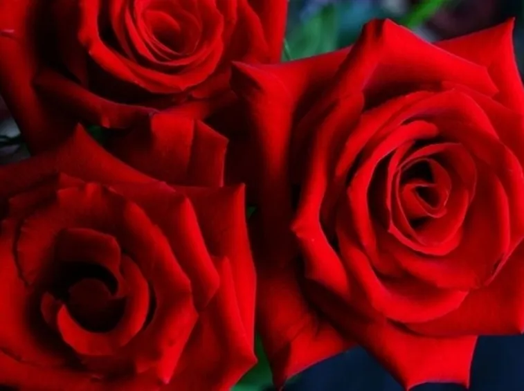 il significato delle rose rosa