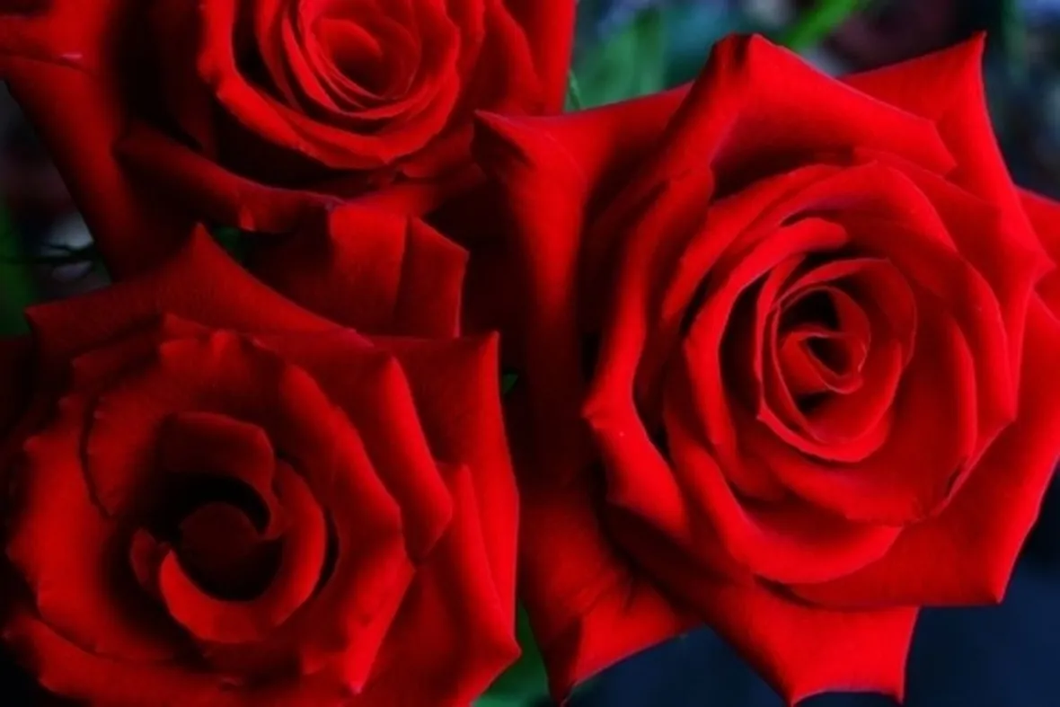 il significato delle rose rosa