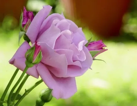 il significato delle rose viola