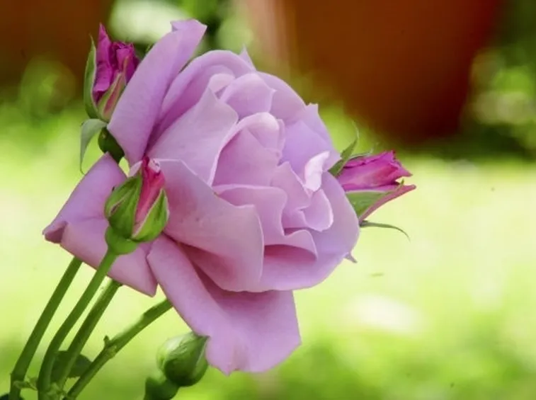 il significato delle rose viola