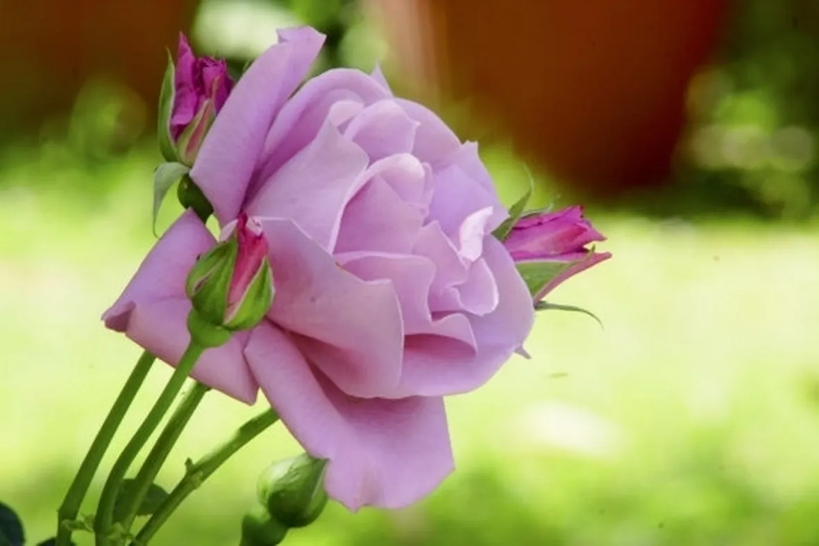 il significato delle rose viola