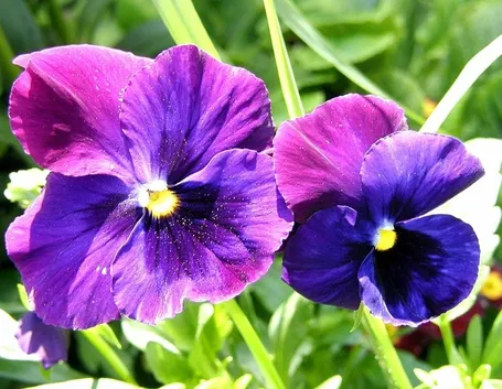 La Viola