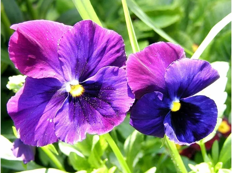 La Viola
