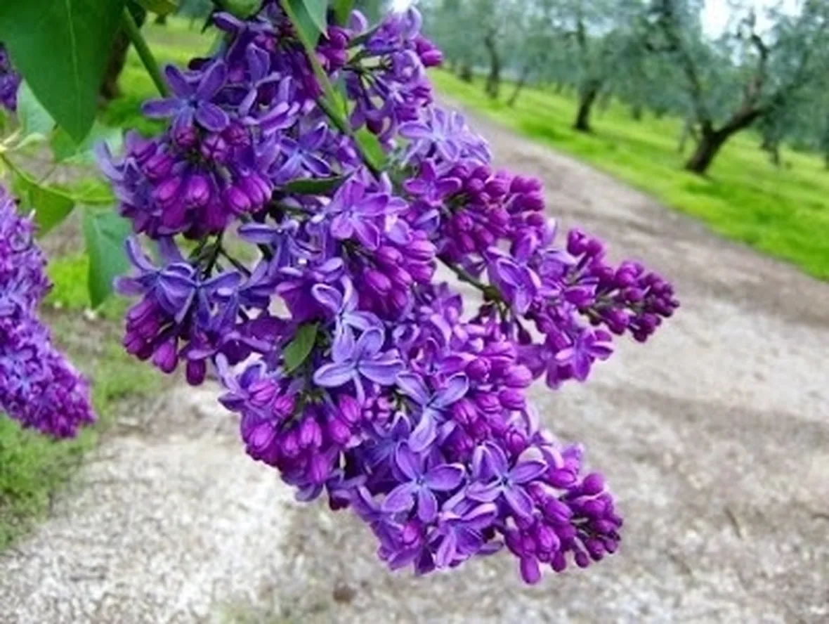 L'erica viola