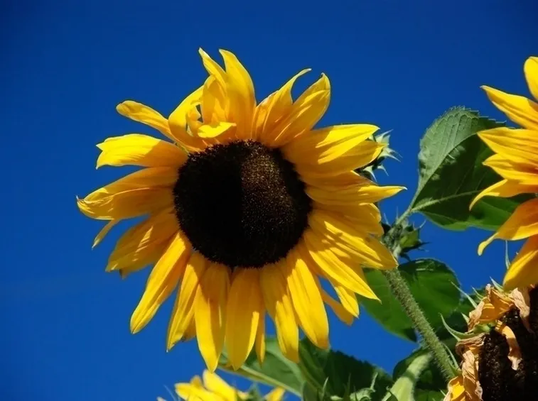 linguaggio dei fiori-8