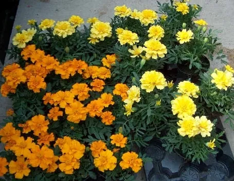 linguaggio dei fiori-9