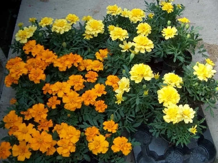 linguaggio dei fiori-9
