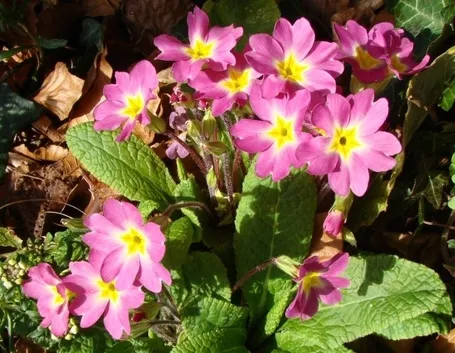 Linguaggio dei fiori: l'orchidea 