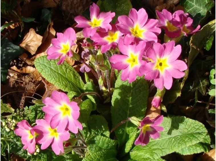Linguaggio dei fiori: l'orchidea 