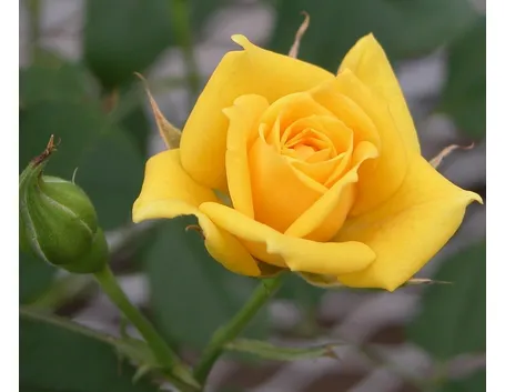 linguaggio dei fiori rosa blu